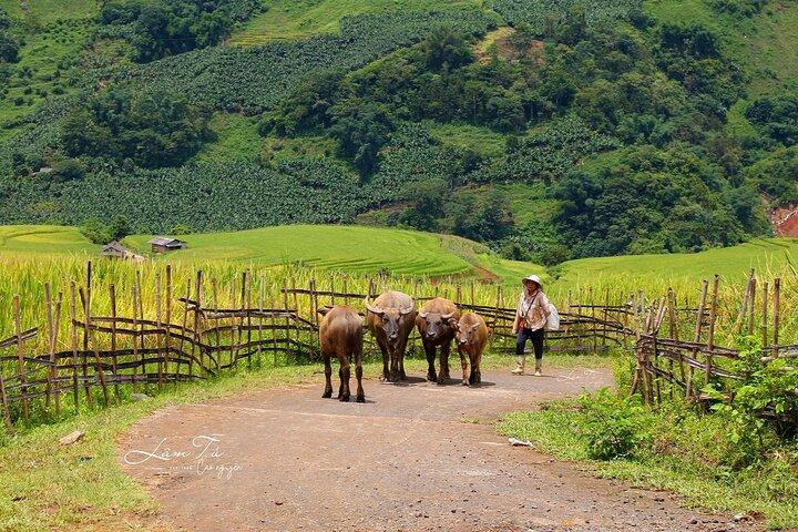 7 Days in Northern Vietnam Discover Ninh Binh, Halong Bay, Sapa