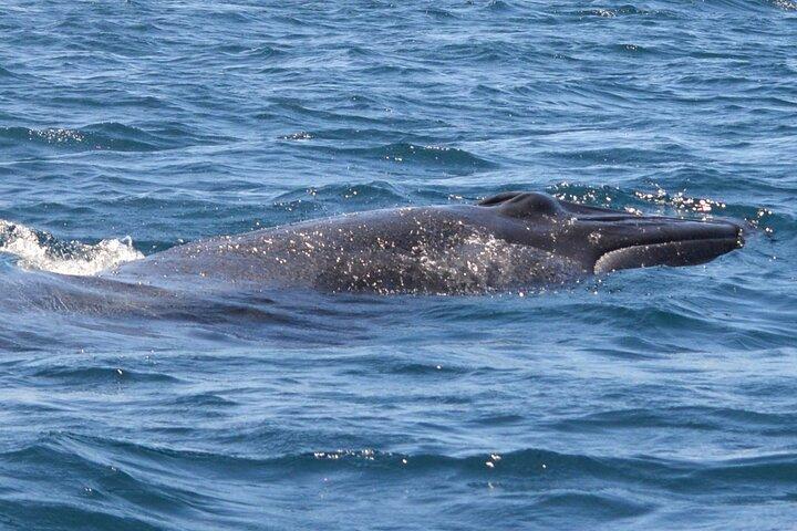 Sesimbra : Arrábida Delfin og hval iagttagelse tur med biolog