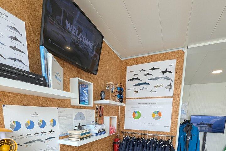 Sesimbra : Arrábida Delfin og hval iagttagelse tur med biolog