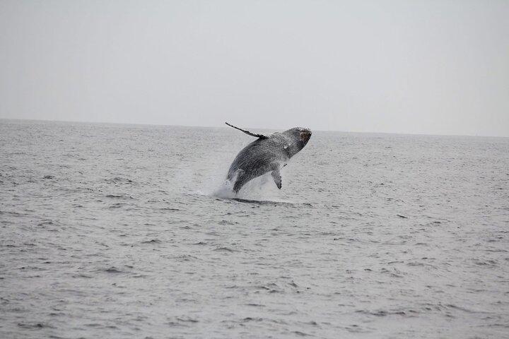San Diego Whale/Dolphin Watching Cruise Aboard Luxury Vessel