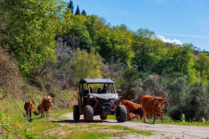 Tour en Buggy de 1h • (precio por vehículo)