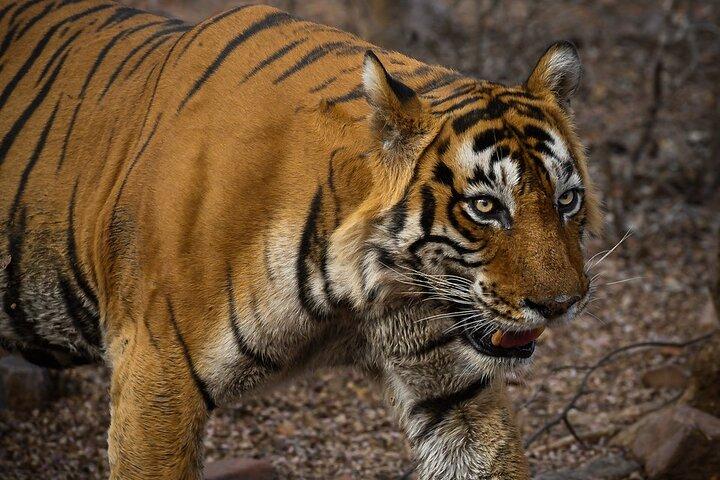 Tour di un giorno di Ranthambore con safari Canter da Jaipur