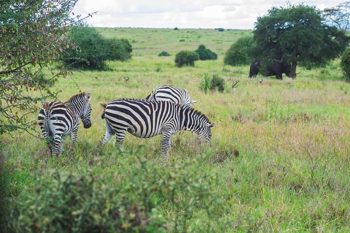Tour of NNP, Sheldrick, Giraffe Centre & Kazuri Beads Experience