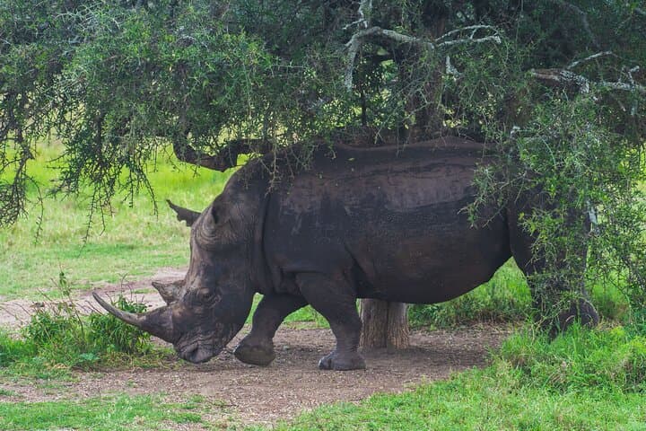 Tour of NNP, Sheldrick, Giraffe Centre & Kazuri Beads Experience