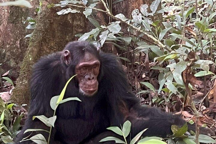 7 Jours Ouganda $ Rwanda : Gorilles, Chimpanzés Singes d'Or