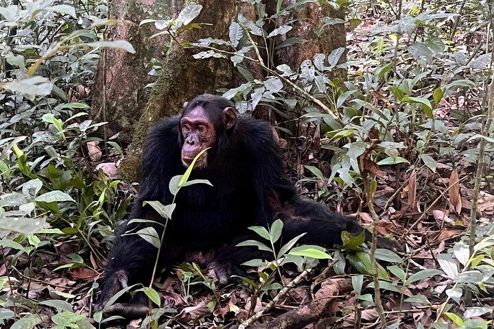 22 - Dag Gorillor Schimpanser Stora migration och vandring