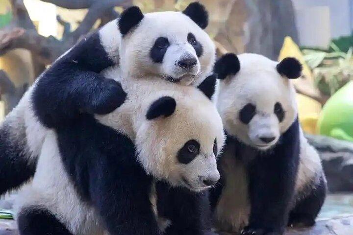 Guangzhou Private Safari Tour mit Ride und Giant Panda Besichtigung