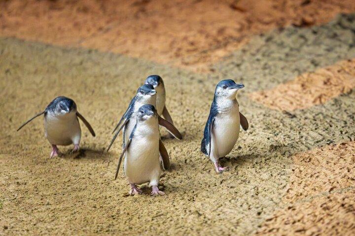 メルボルン発ペンギンパレード＆野生動物遭遇エコツアー