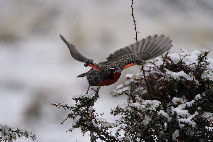 Esperienza privata di birdwatching a Cerro Castillo