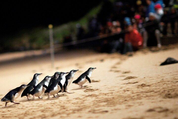 Puffing Billy Tour and Penguin Parade from Melbourne