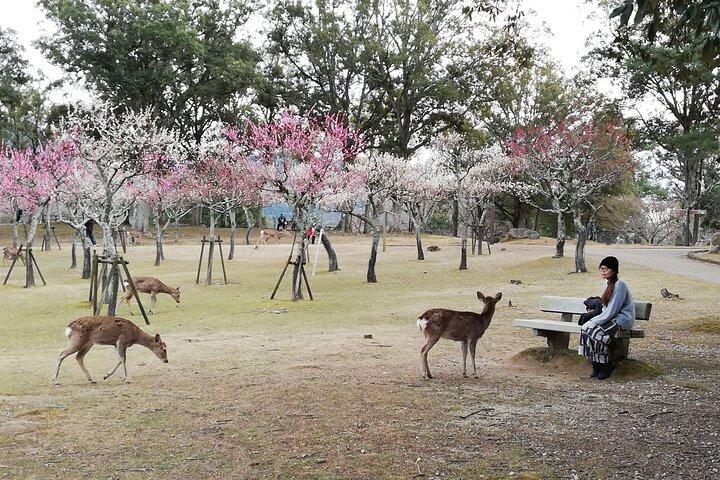 Private ganztägige Nara Tour Hozanji Tempel Seilbahn und Nara Park