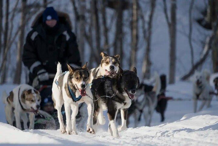 4hr Traîneau à chiens dans la vallée de Gargia
