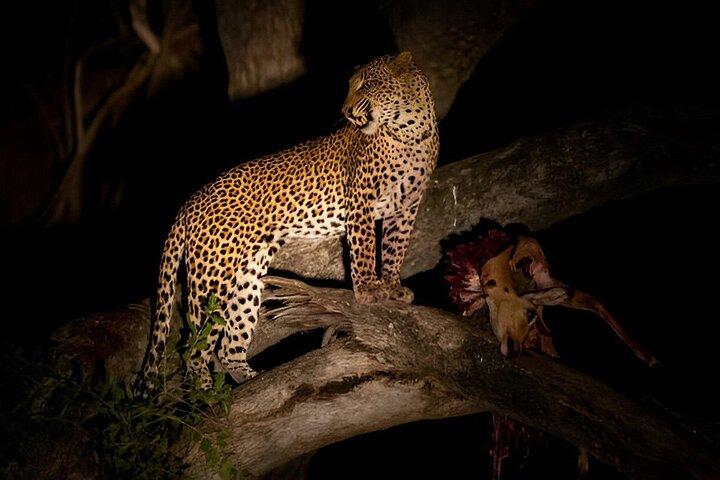 Aften Pilanesberg Night Safari Tour fra Sun City