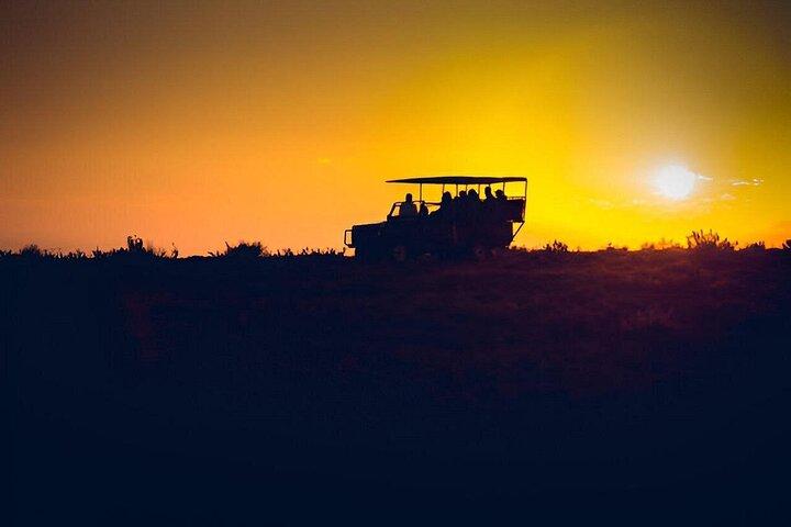 Aften Pilanesberg Night Safari Tour fra Sun City