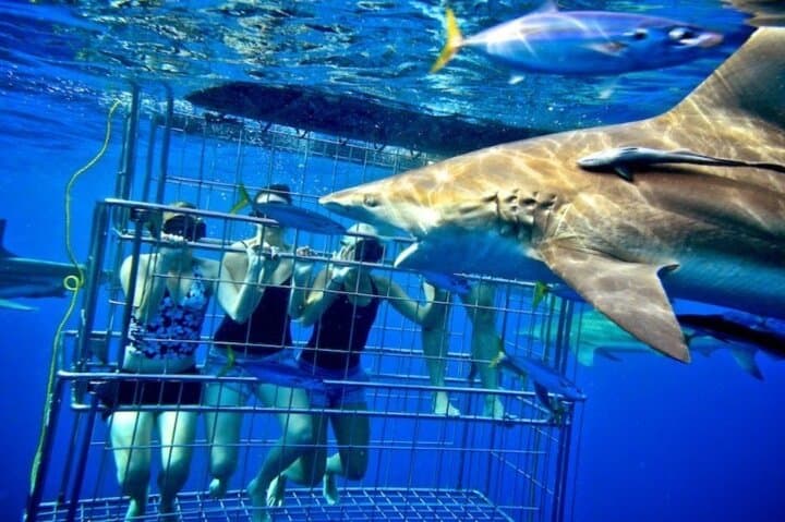Gansbaai Private Shark Dive Experience