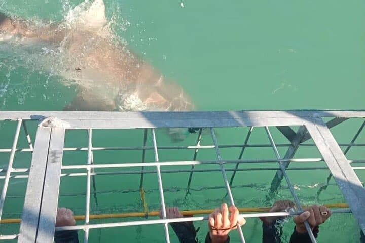 Gansbaai Private Shark Dive Experience
