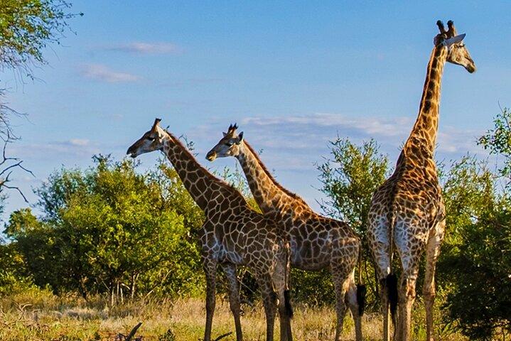 Tala Game Reserve Natal Park e Phezulu Safari da Durban