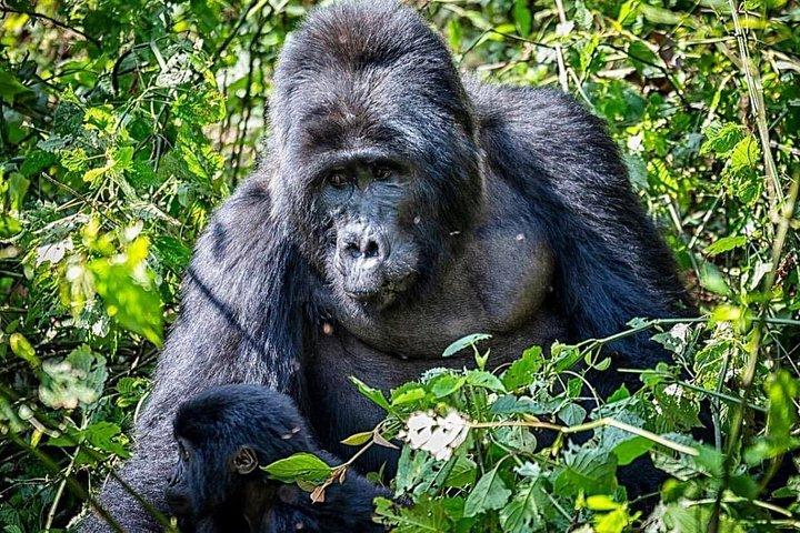 Randonnée guidée privée de 3 jours à la rencontre des gorilles