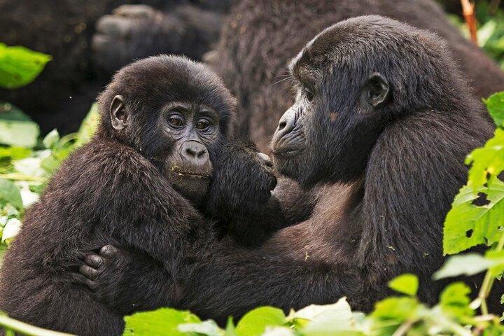 3-daagse privé begeleide gorillatrekking in Oeganda