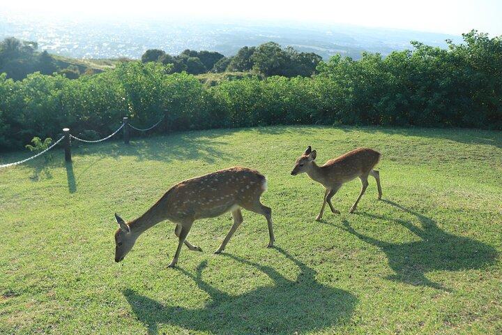 Nara: Escursione sul Monte Wakakusa e incontro con cervi selvatici e vagabondi