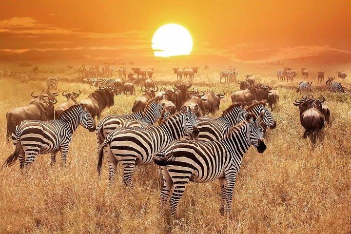 4 dagar Lyxig Fly-In Safari till hjärtat av Serengeti