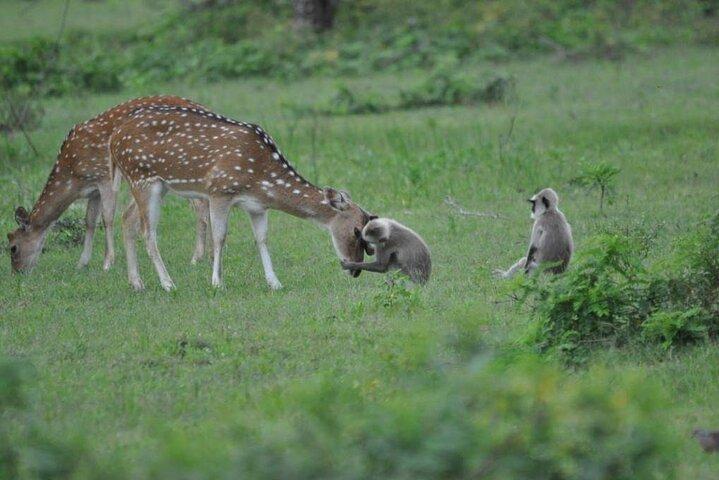 エラからミリッサシャトル＆ウダワラウェナショナルサファリ