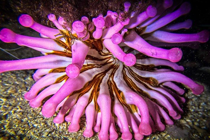 ランサローテ島 (コスタ テギセ) でスキューバ ダイビングを発見