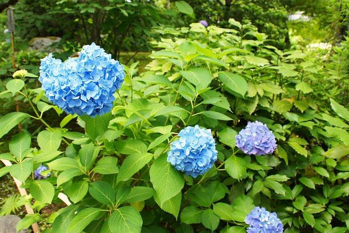 京都： 嵐山竹林と猿、抹茶＆お寺巡り