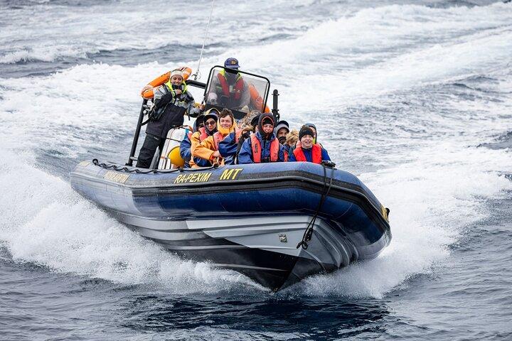 Aventura de observação de baleias e natação de golfinhos nos Açores