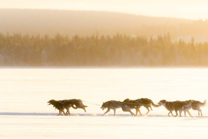 Rovaniemi Insider : ハスキー・セルフドライブ・アドベンチャー（5km）