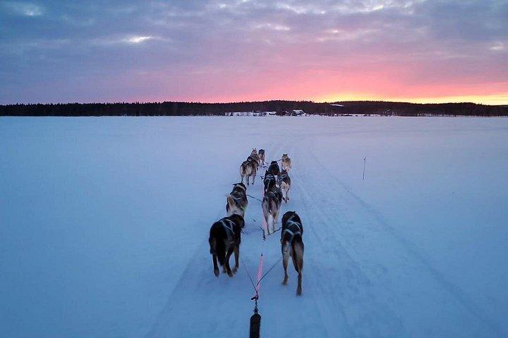 Rovaniemi Insider : ハスキー・セルフドライブ・アドベンチャー（5km）