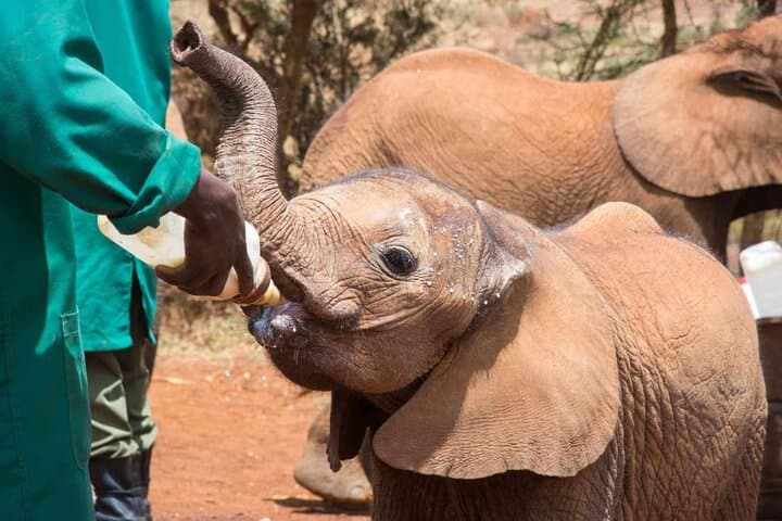 Explore Nairobi National Park and Giraffe Centre in a day Tour