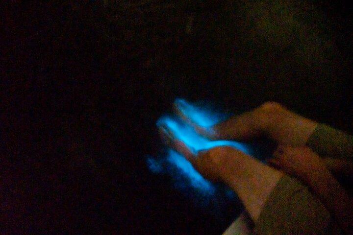Bioluminescence Night Craigcat Tours