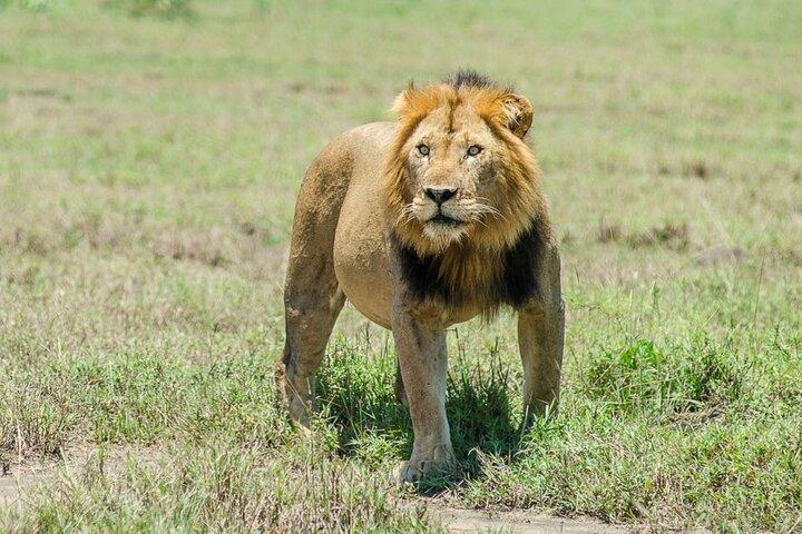 6 Days Uganda: Lake Mburo NP Queen Elizabeth NP & Murchison Falls