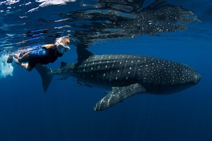 Cancun : Whale Sharks snorkeltrip & Mujeres eiland, ophalen