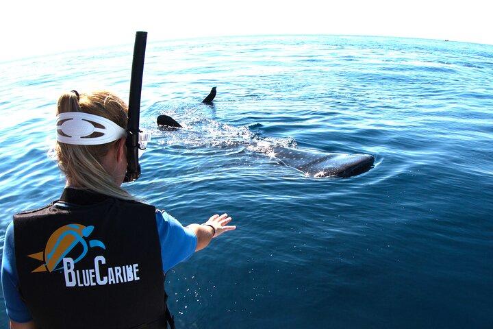 Cancun : Whale Sharks snorkeltrip & Mujeres eiland, ophalen