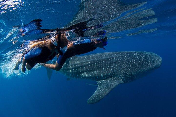 Cancun : Whale Sharks snorkeltrip & Mujeres eiland, ophalen