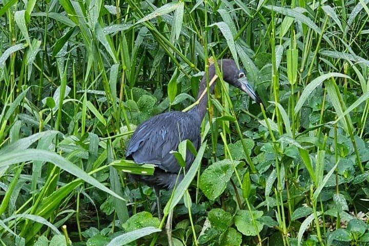 Canoe tour in Tortuguero National Park small group