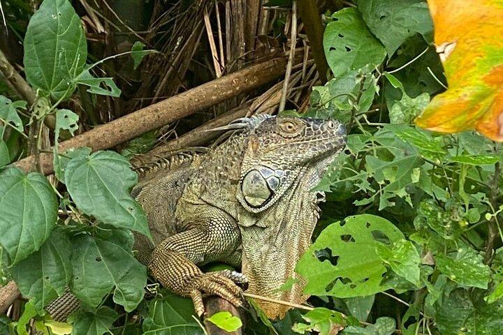 Canoe tour in Tortuguero National Park small group