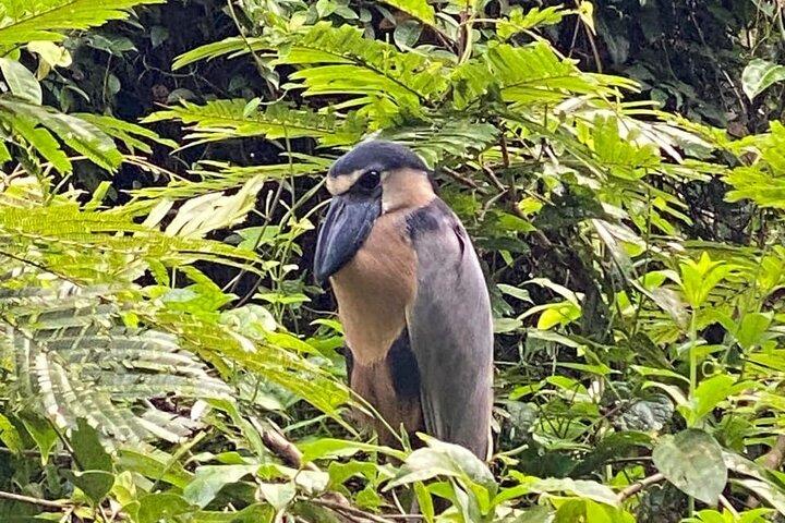 Canoe tour in Tortuguero National Park small group