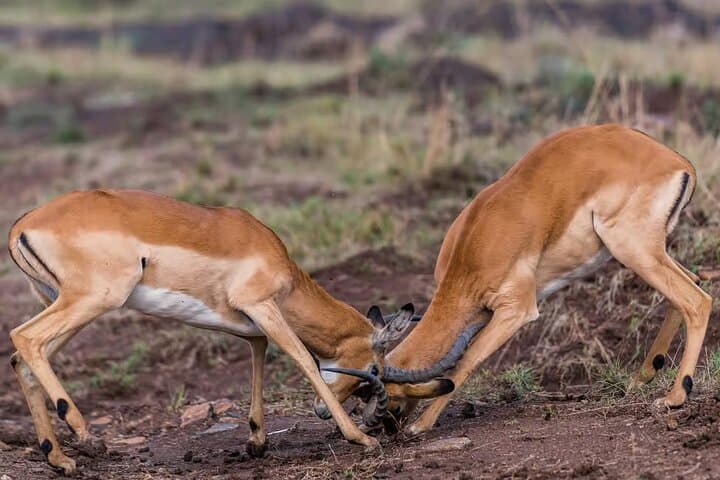 Explore Nairobi National Park with 4WD Transportation