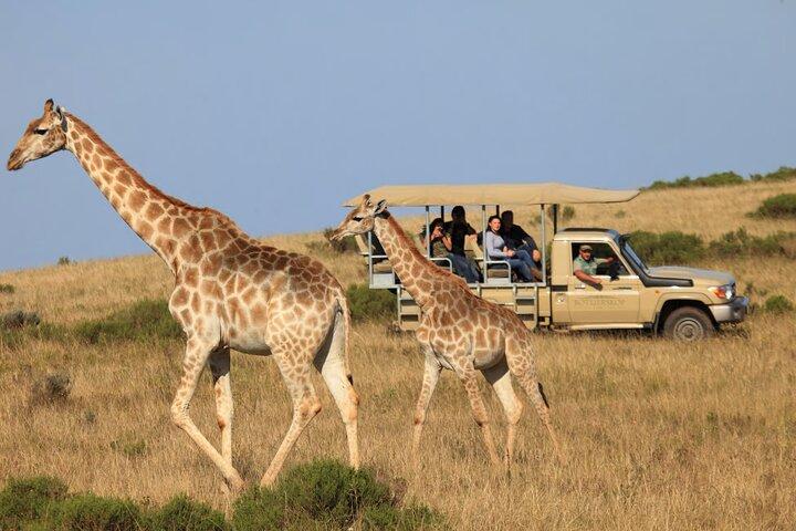 5 Day Garden Route Road Trip au départ de Cape Town Addo Safari Caves