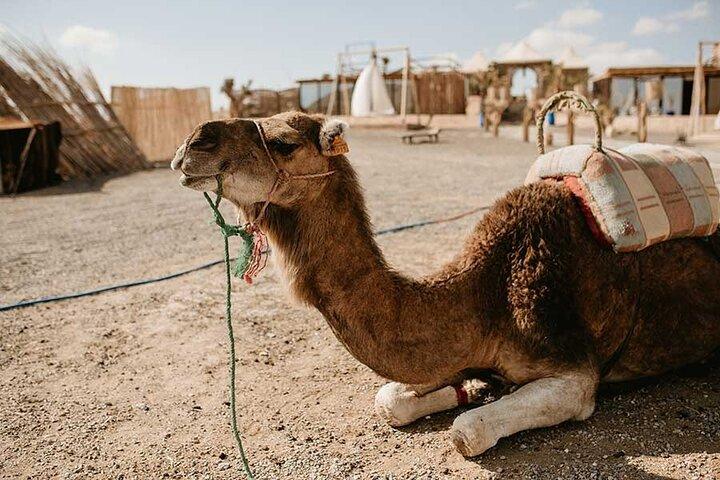 2 Days Marrakech Desert Tours - Marrakech to Zagora
