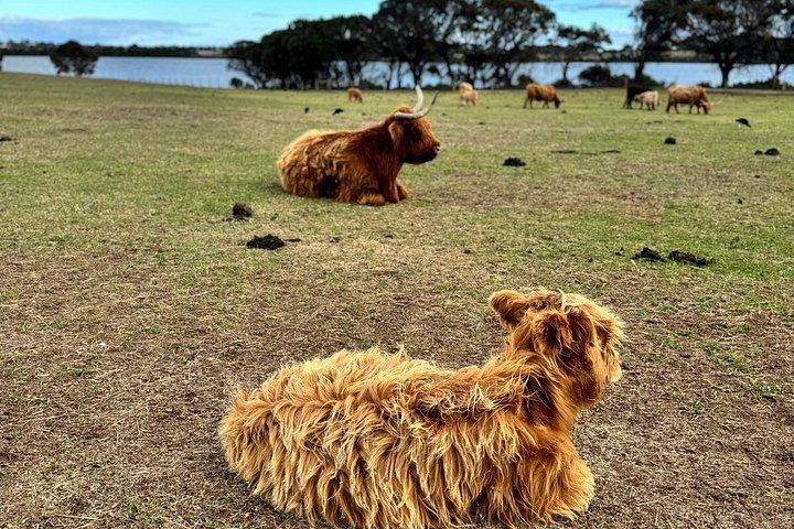 Melbourne: Private Puffing Billy Train & Phillip Island Tours.