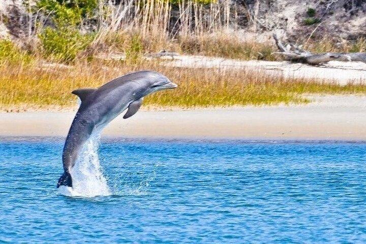 Delfin- och naturbåtsutflykt