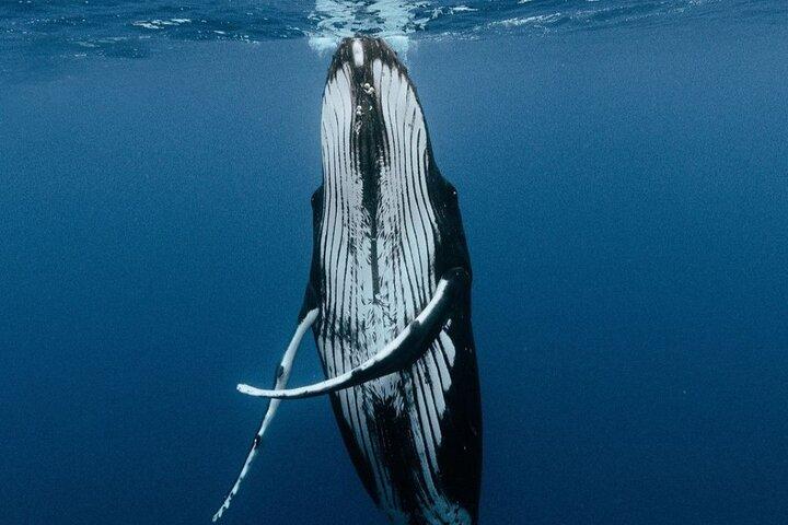 Tour compartido de medio día de observación y natación de ballenas Moorea
