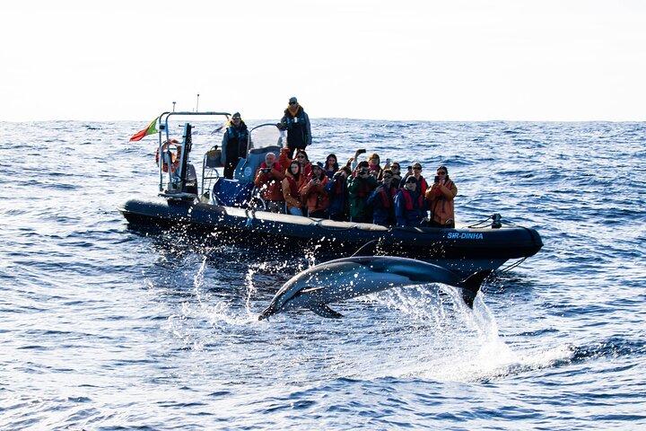 Whale Watching and Dolphin Swimming Adventure in Azores