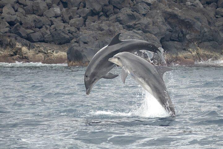 Aventura de observação de baleias e natação de golfinhos nos Açores
