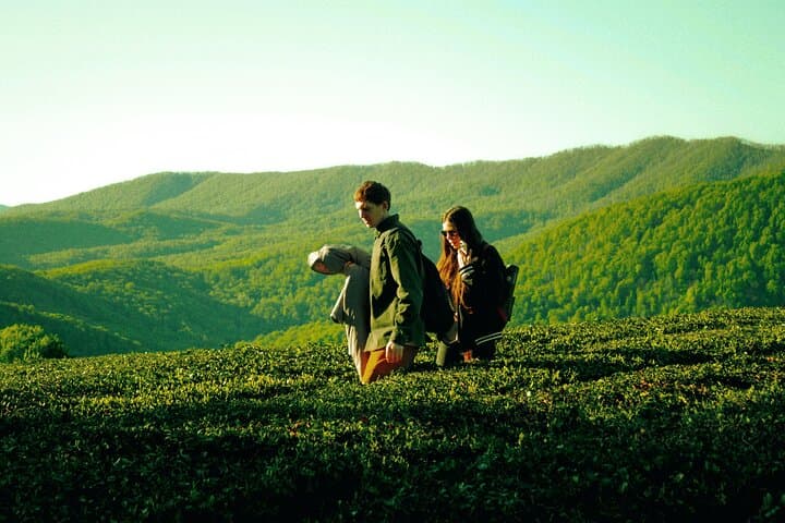 Cameron Highlands Tour From Kuala Lumpur (Private Tour)