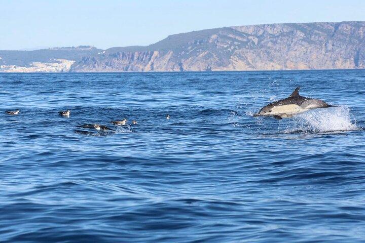 Hoteller i nærheden af Lisbon Dolphin Watching Ocean Safari